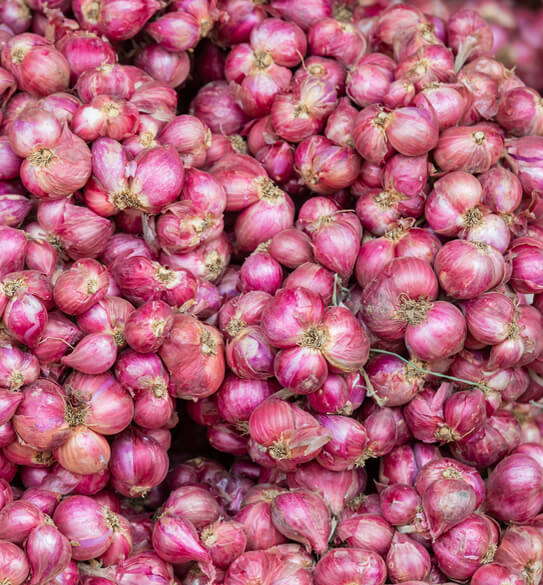 sairajagroin-gallery-2